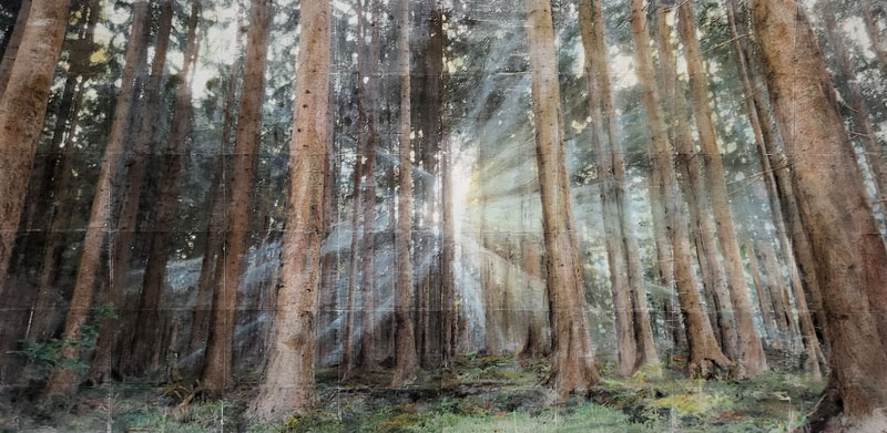 Wald, Licht